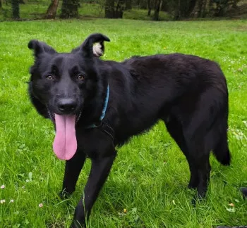 Flocky/ Adopté