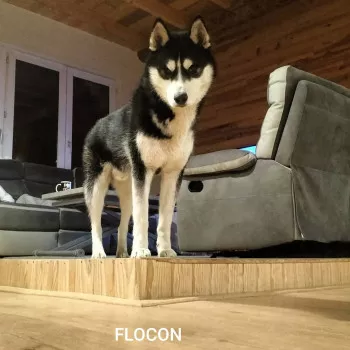 Flocon