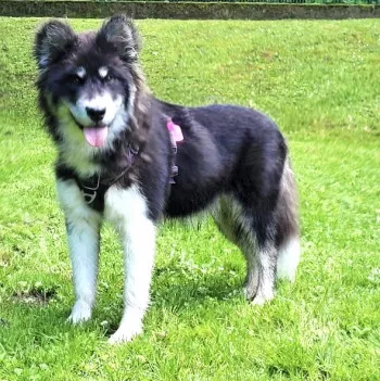 Haska