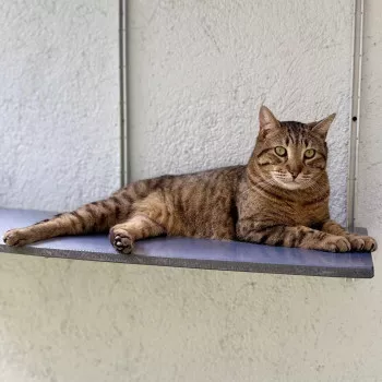 Kiki