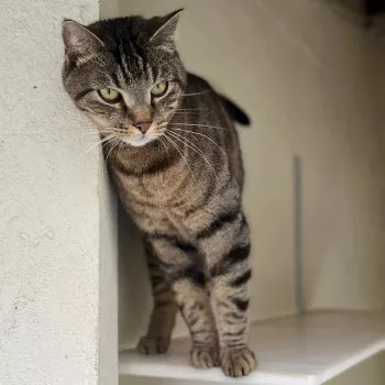 Simba