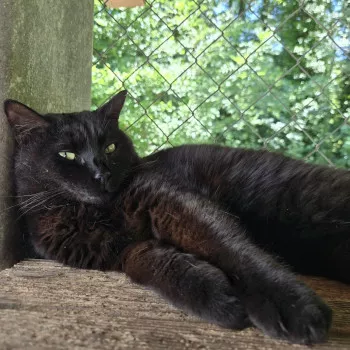 Cachou