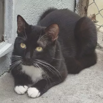 Domino