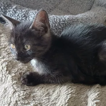 Sirius