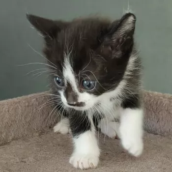 Milo