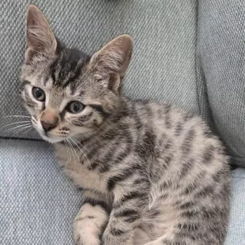 Lux