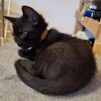 Zélie