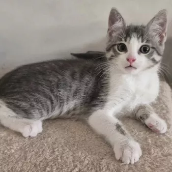 Kiko