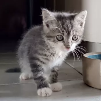 Bowie