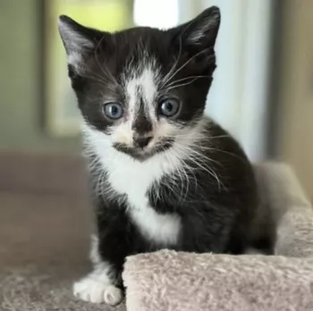 Oreo