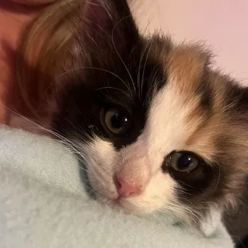 Choupi