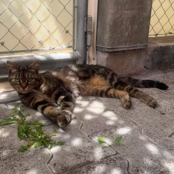 Lilou