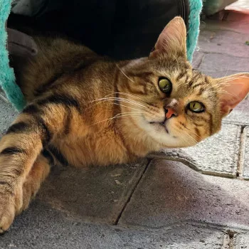 Tabby