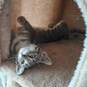 Ria