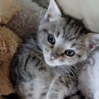 Amelia