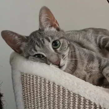 Skippie