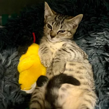 Belle
