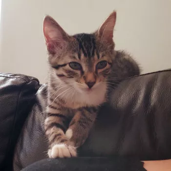 Nelly