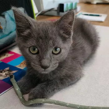 Nova