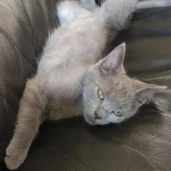 Nova