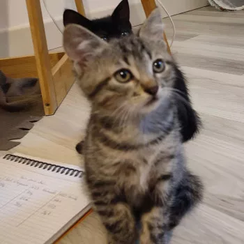 Tigrou