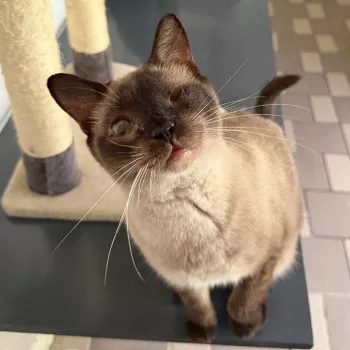 Maya