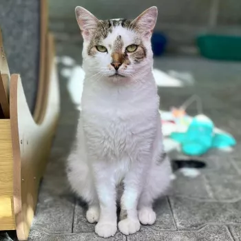 Simon