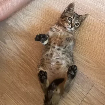 Popi