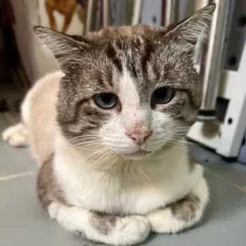 Hamtaro