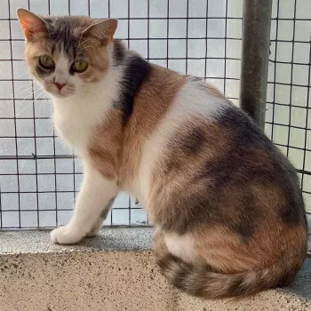 Raja
