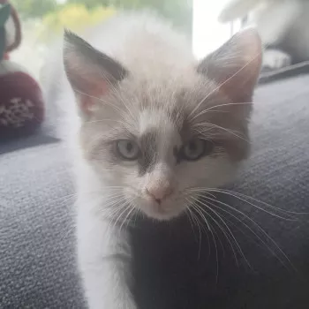 Ziggy