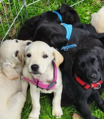 Chiots - Nous Ne Prenons Plus De Dossiers