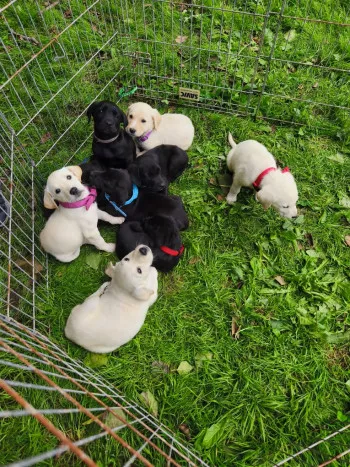 Chiots - Nous Ne Prenons Plus De Dossiers