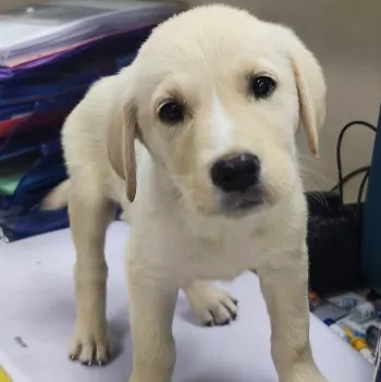 Chiots - Nous Ne Prenons Plus De Dossiers