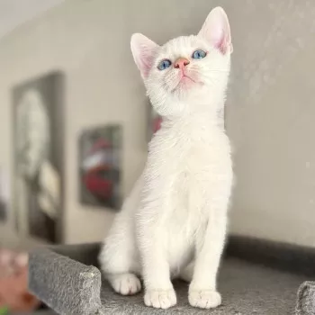 Albus
