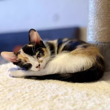 Pia