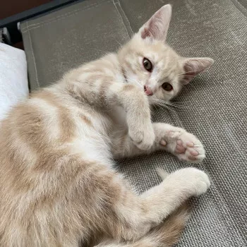 Cheeto