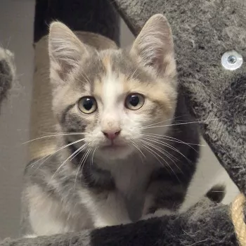 Loana