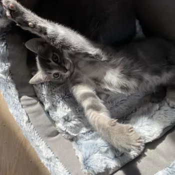 Tom
