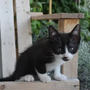 Scatcat