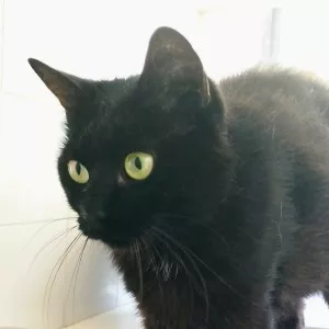 Ninja