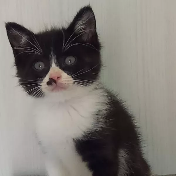 Coton
