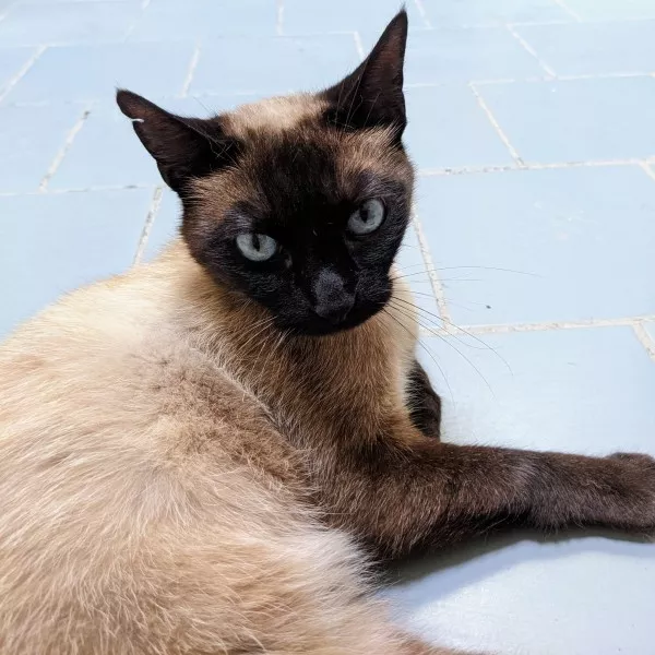 Mokka