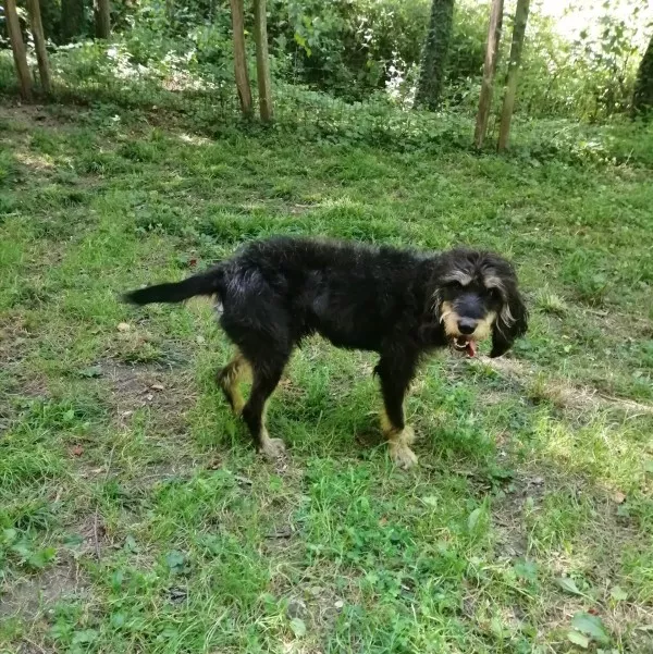 Django