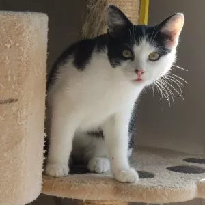 Paprika