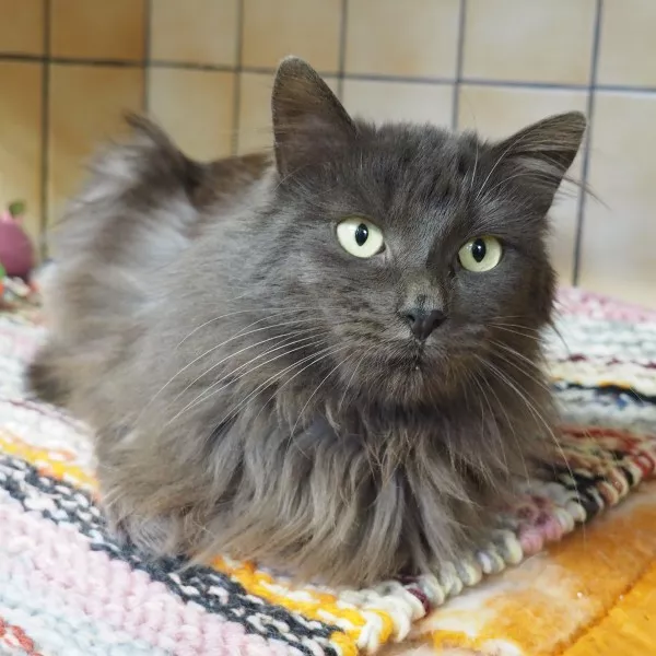 Molière