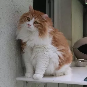 Simba