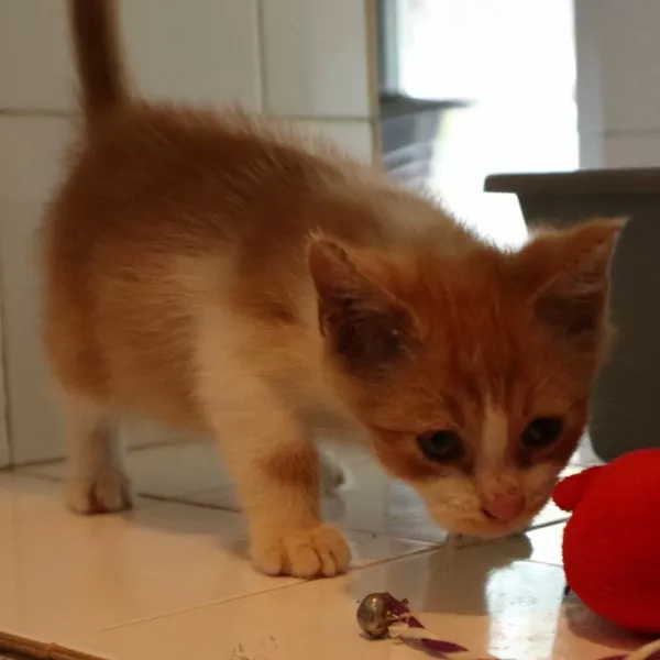 Tom