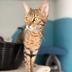 Xena