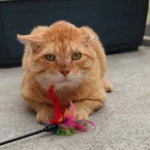 Lorax - Coup De Pouce